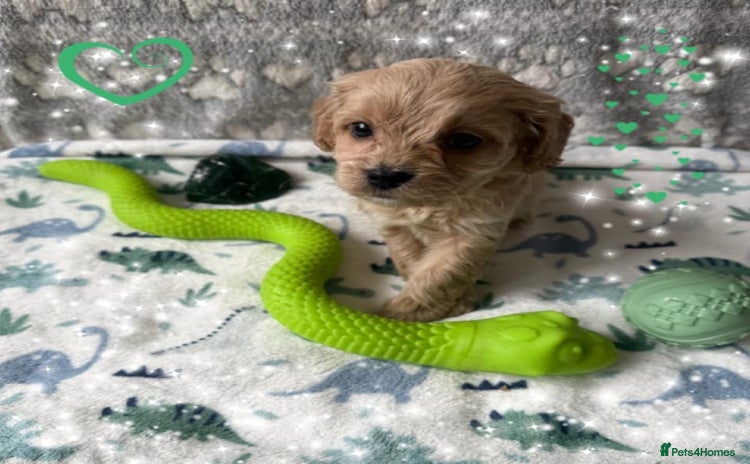 Cavapoo dogs - Advert 1