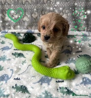 Cavapoo dogs - Advert 3