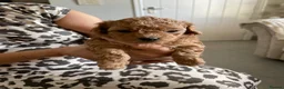 Maltipoo dogs for sale: Gorgeous Maltipoo Puppies  - Advert 2