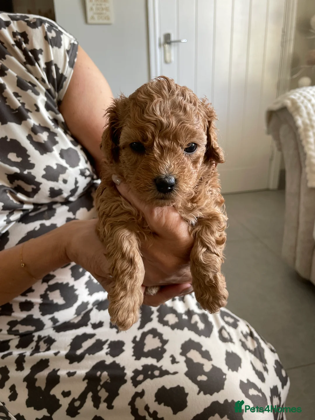 Maltipoo dogs for sale: Gorgeous Maltipoo Puppies  - Advert 2