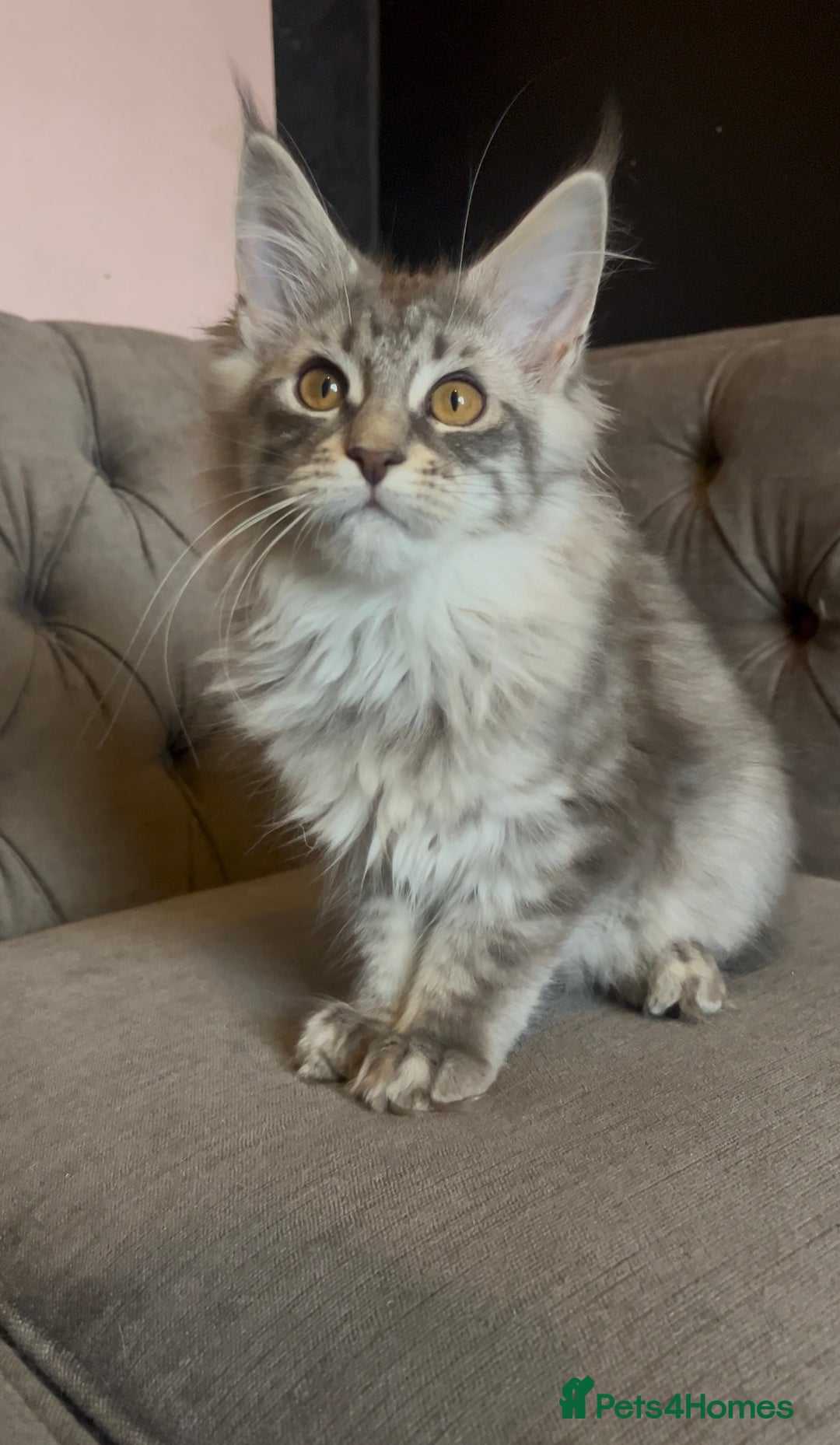 Maine Coon cats for sale: 🏆 PEDIGREE MAINE COON KITTENS GCCF 🏆  - Advert 24
