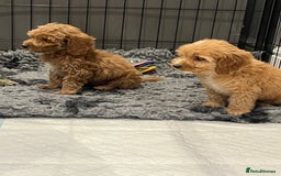 Cockapoo dogs for sale: F1 Show cockapoos(ready now ) - Image 10