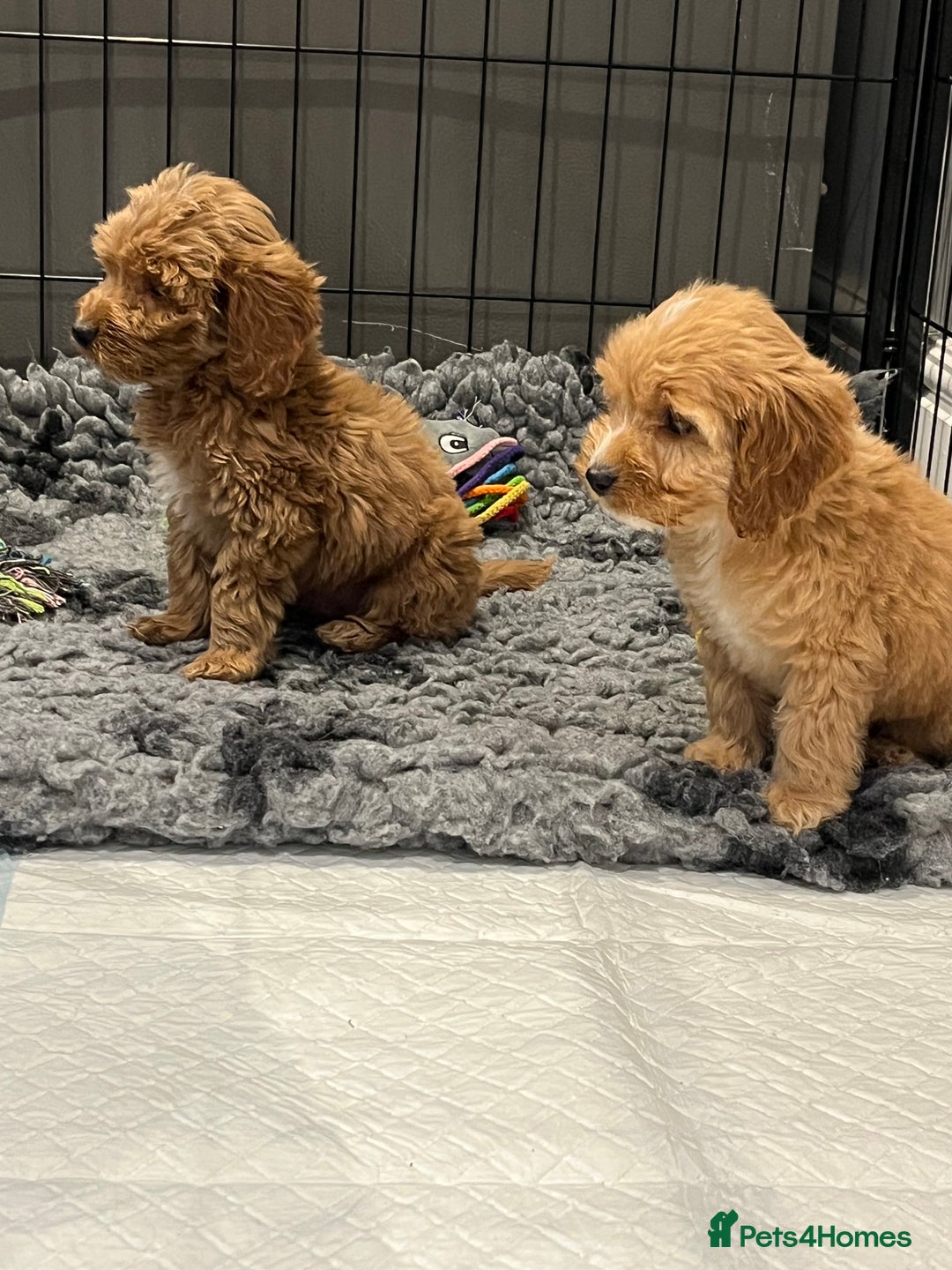 Cockapoo dogs for sale: F1 Show cockapoos(ready now ) - Image 10