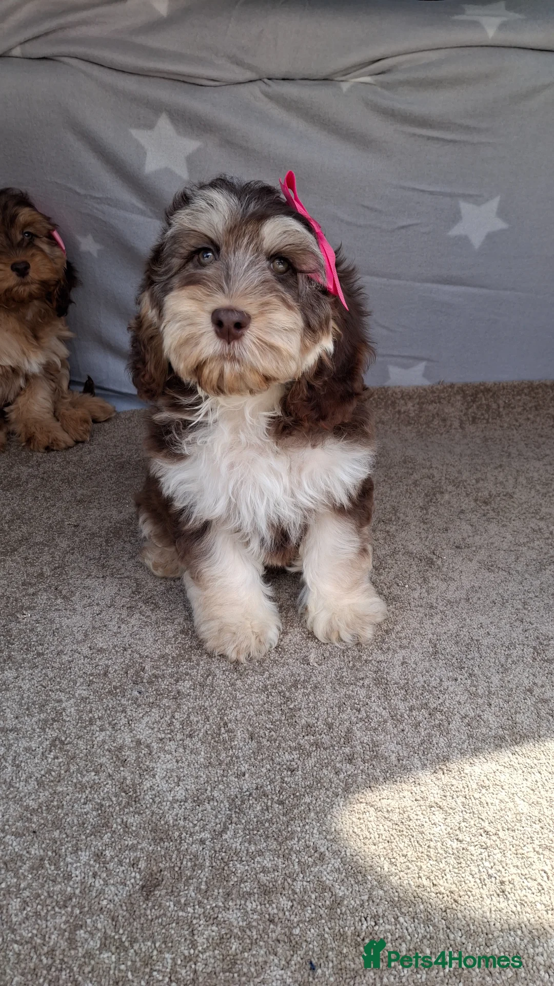 Cockapoo dogs for sale: Gorgeous cockapoo puppies, health tested parents. - Advert 13