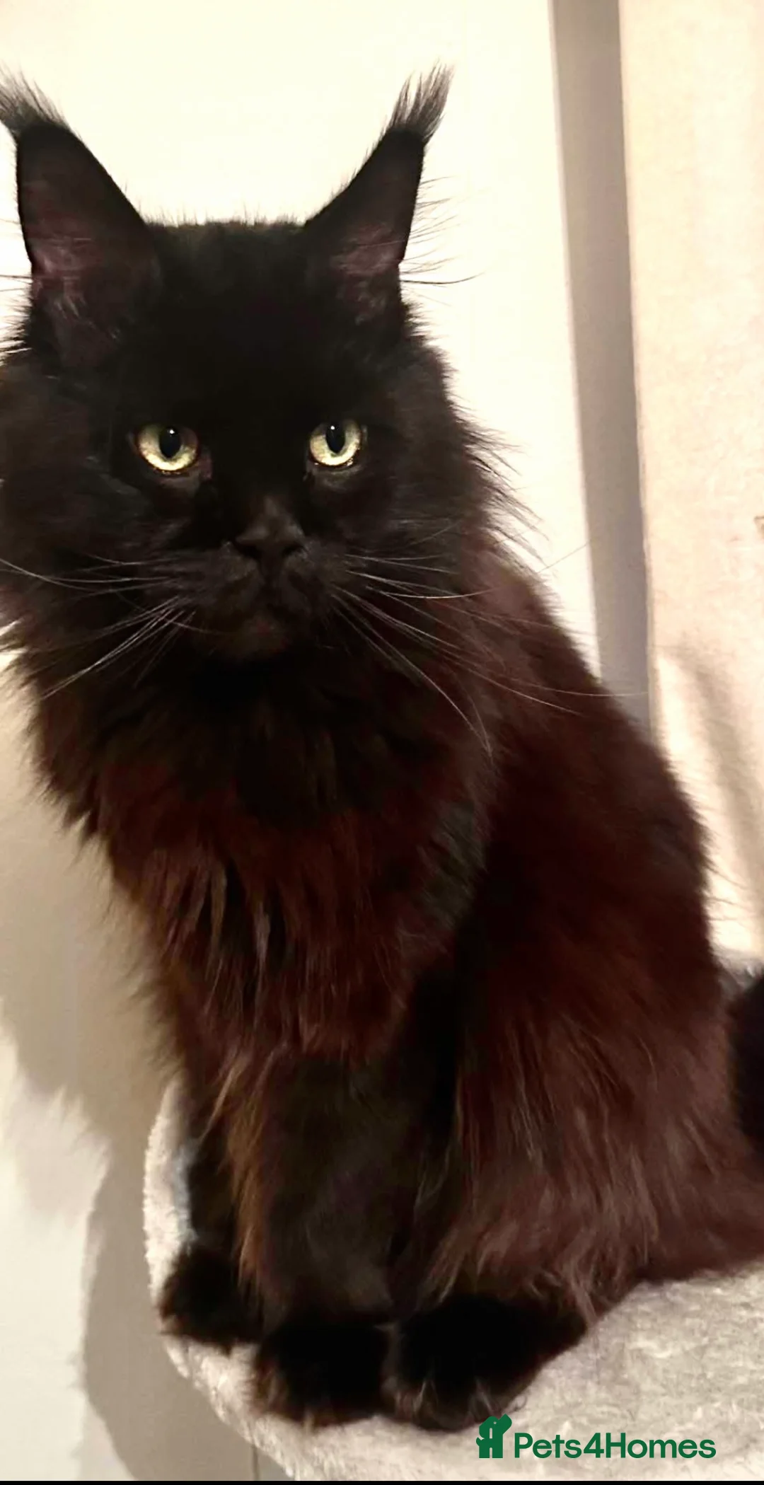 Maine Coon cats for sale: Tica Registered  Maine Coon Girl - Advert 9