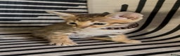 Savannah cats for sale: Excellent Quality Tica Registered Purebred kittens - Advert 12