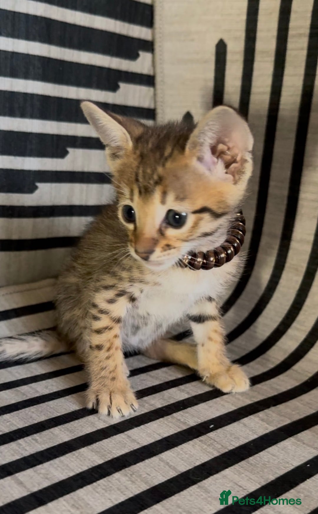 Savannah cats for sale: Excellent Quality Tica Registered Purebred kittens - Advert 12