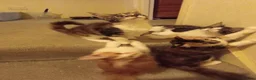 Maine Coon cats for sale: Stunning Maine Coon Kittens - Advert 27