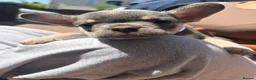 French Bulldog dogs for sale: *Beautiful DWKC Registered French Bulldog Puppies* - Advert 1