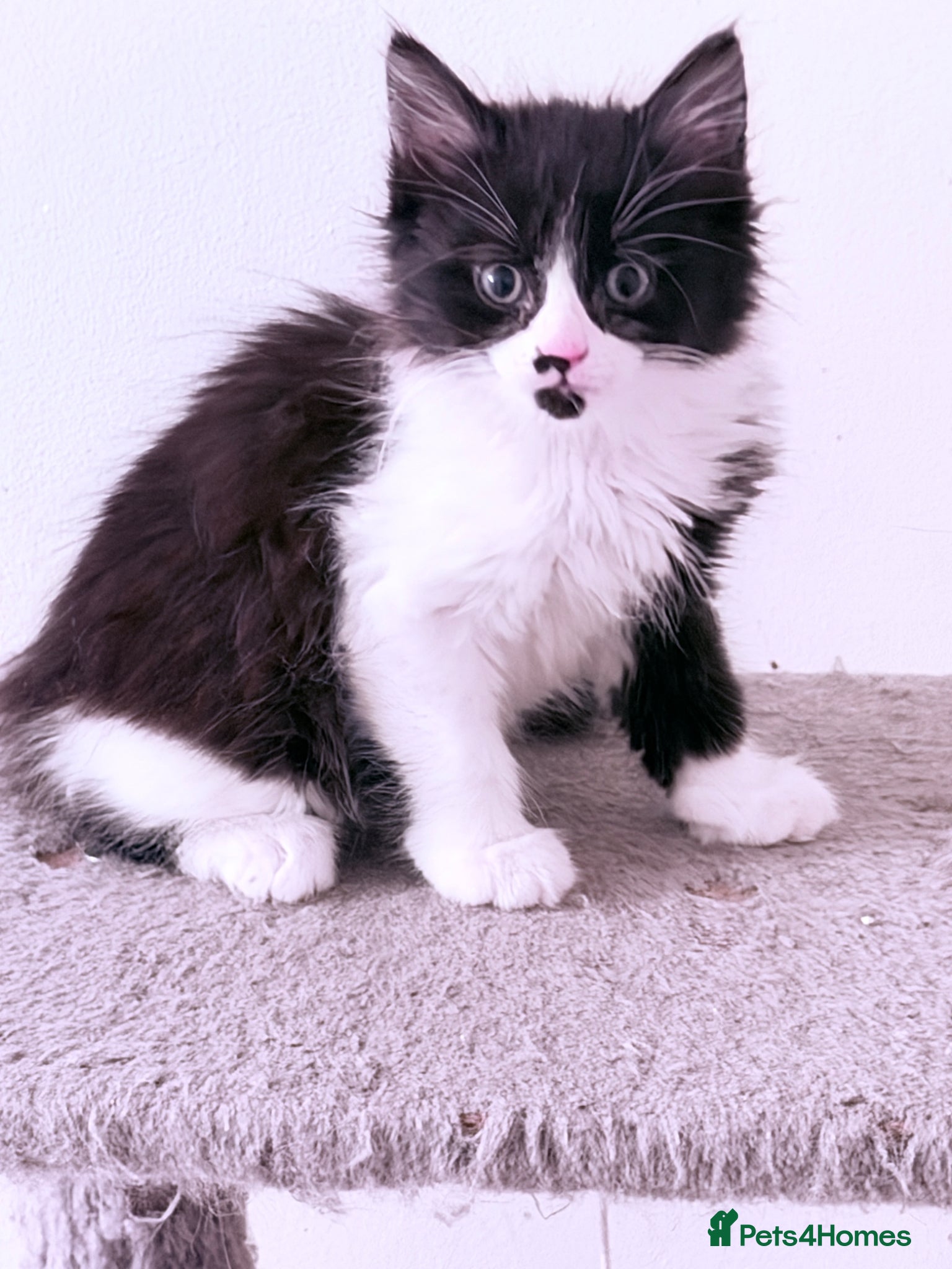 Mixed Breed cats British Tabby Kittens – Ready Now - Advert 11