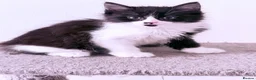 Mixed Breed cats for sale: British Tabby Kittens – Ready Now - Advert 15