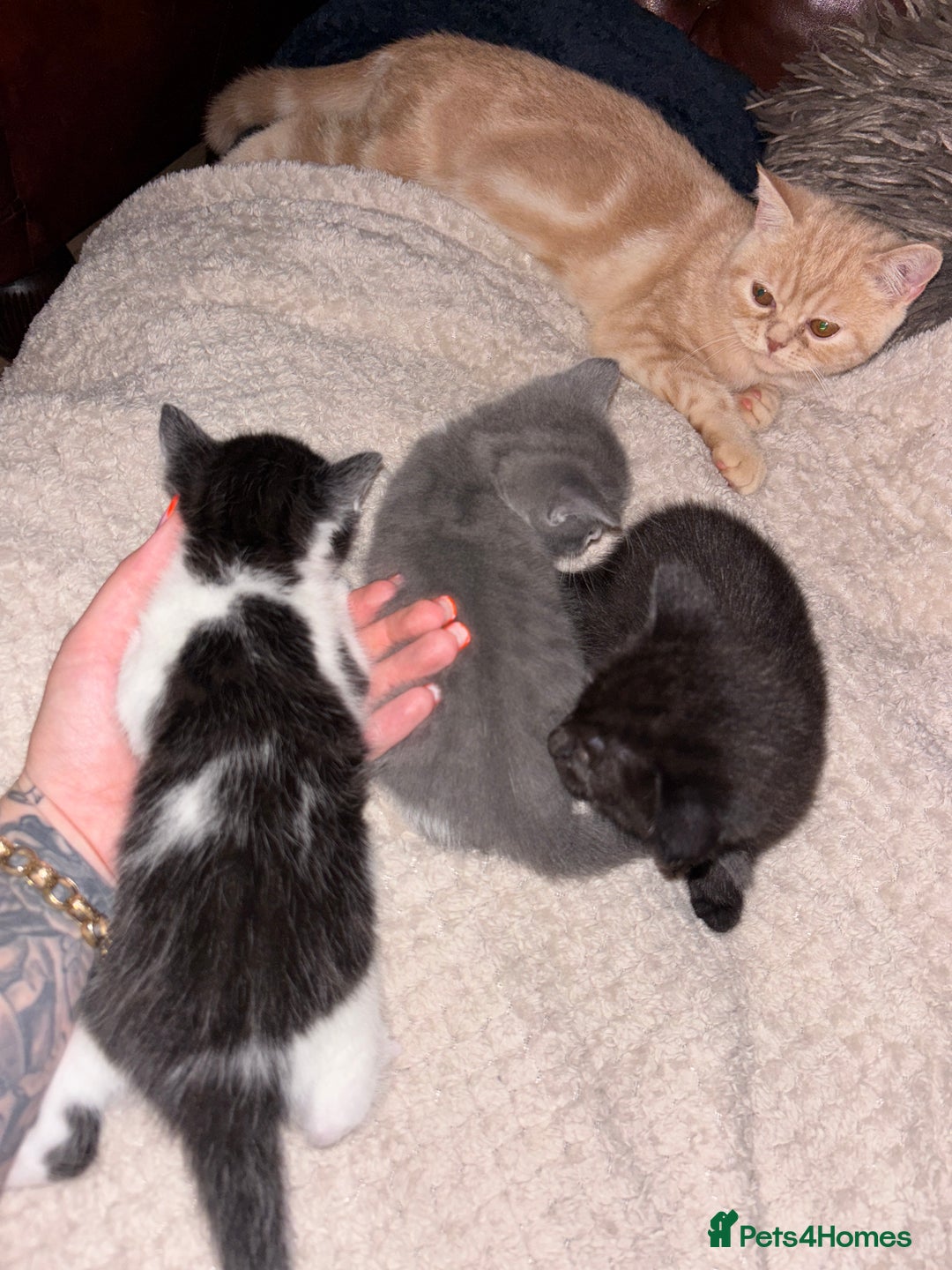 Mixed Breed cats for sale: 2 beautiful kittens left  - Image 2