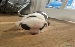 Mixed Breed dogs for sale: American French bulldog  - Image 10