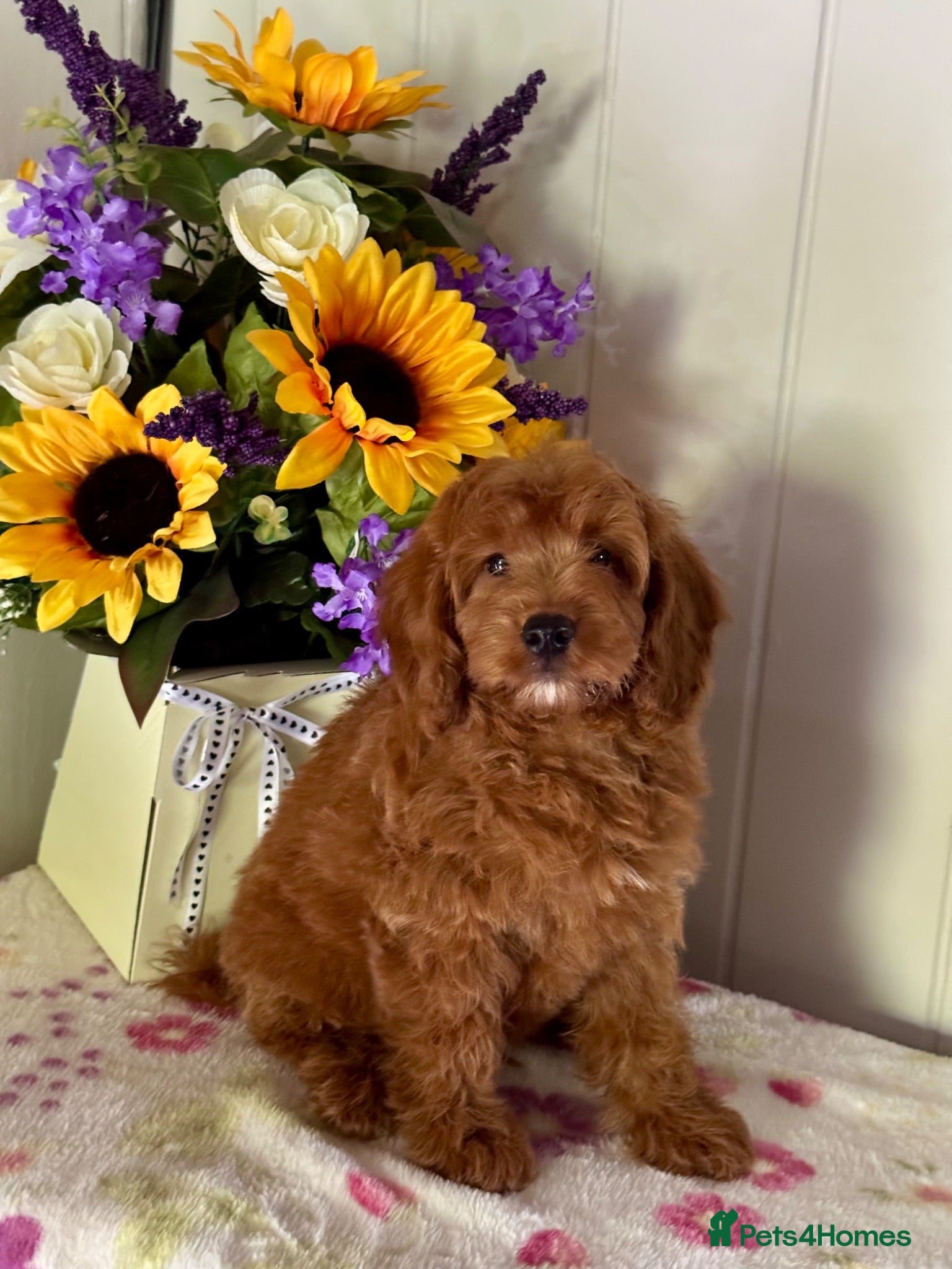 Cockapoo dogs 2 left f1 dna tested clear cockerpoos puppies  - Advert 2