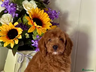 Cockapoo dogs 2 left f1 dna tested clear cockerpoos puppies - Advert 1