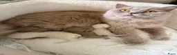 British Longhair cats for sale: BEAUTIFUL BRITISH LONG-HAIRED BABIES FOR SALE - Advert 3