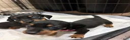 Dachshund dogs for sale: Dachshund puppies  - Advert 11