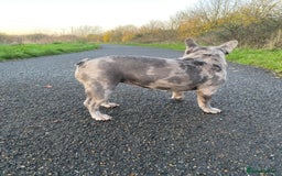 French Bulldog dogs for sale: 2x French bulldog - Image 5