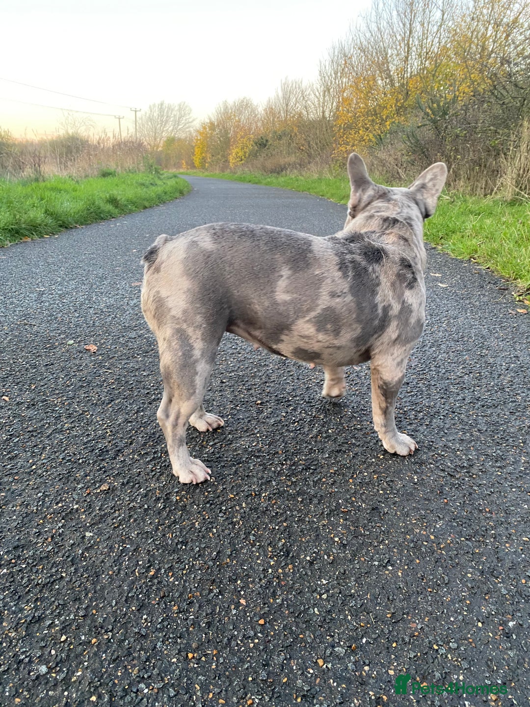 French Bulldog dogs for sale: 2x French bulldog - Image 5