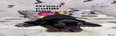 Dachshund Puppy 4 ( green collar boy )