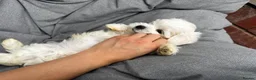 Maltese dogs for sale: >>PUREBRED BEAUTIFULLY MALTESE PUPPIES<< - Advert 10