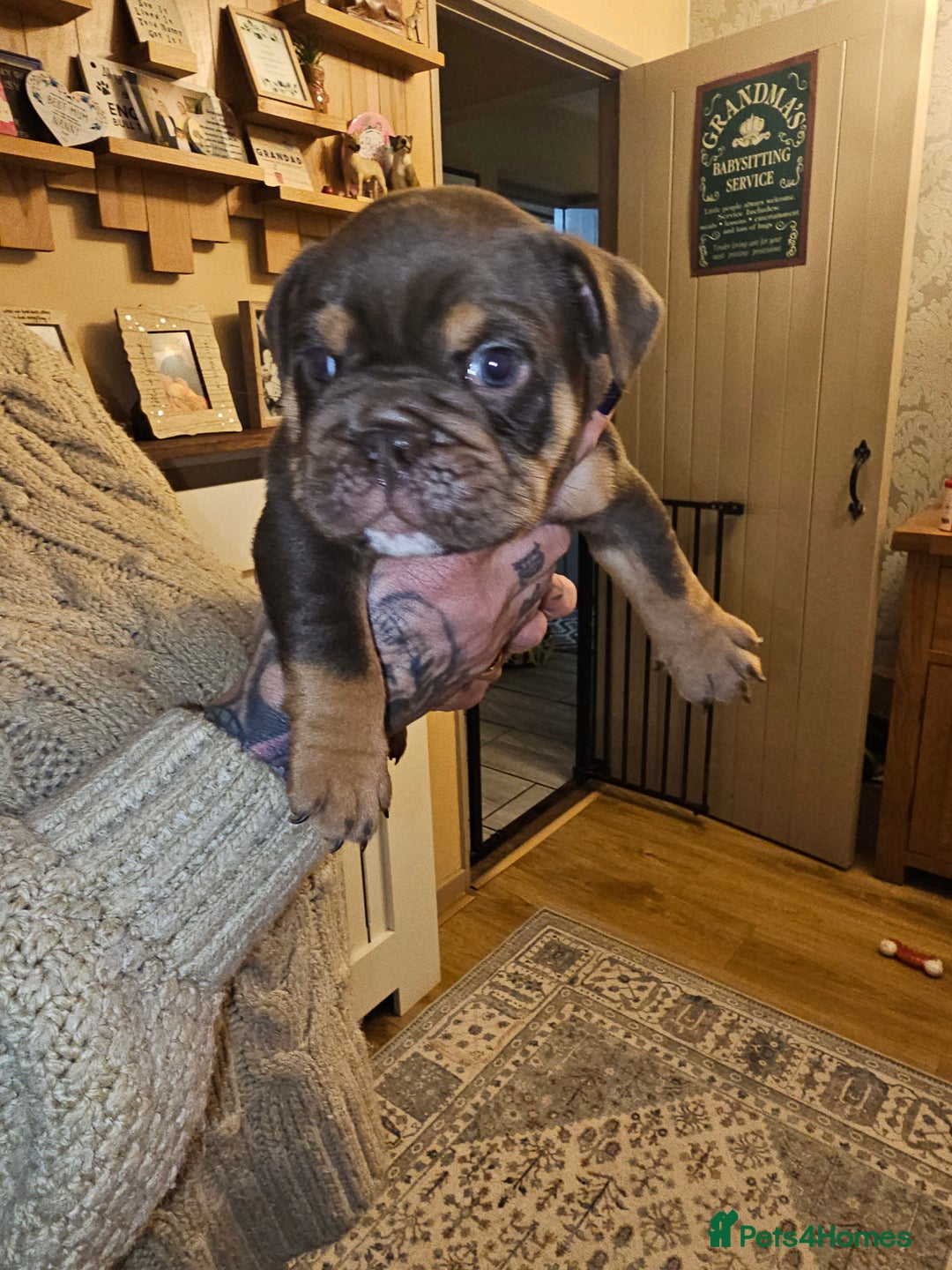 English Bulldog dogs for sale: English bulldog pups for sale - Advert 3
