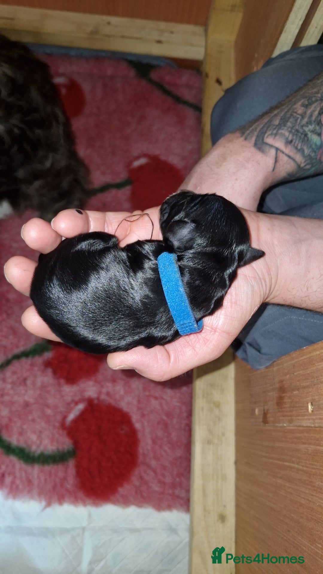 Sproodle dogs for sale: Sproodle f1b puppies - Advert 11