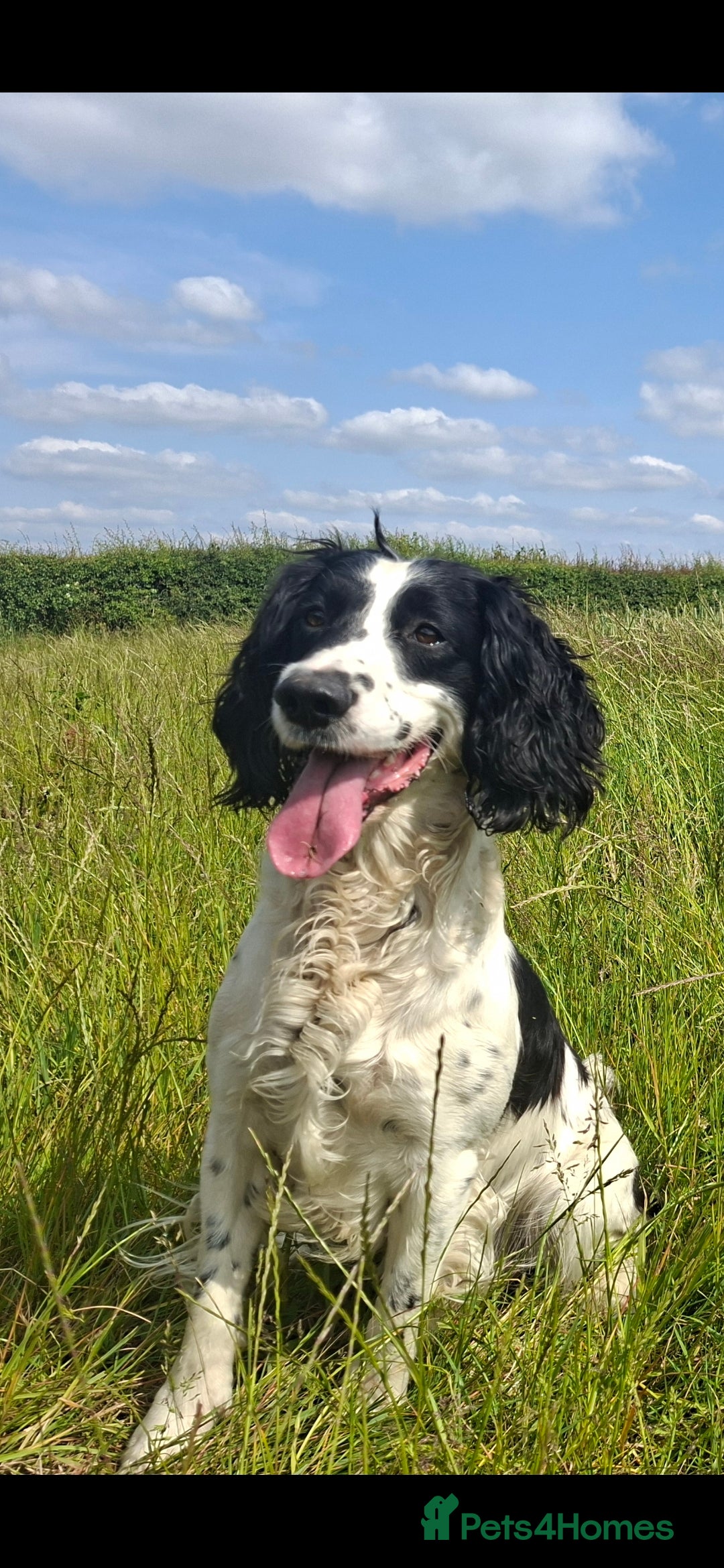 English Springer Spaniel dogs English springer spaniel  in Wolverhampton - Advert 4