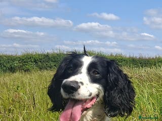 English Springer Spaniel dogs English springer spaniel in Wolverhampton - Advert 5