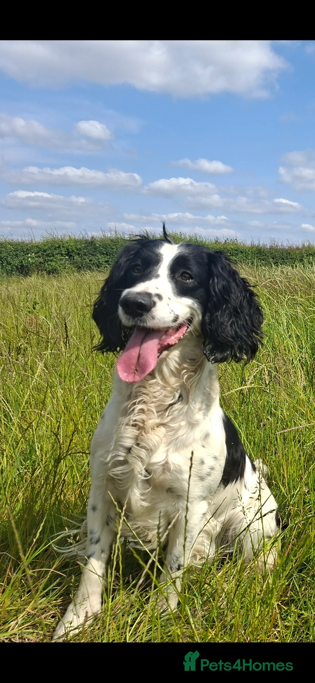 English Springer Spaniel dogs for stud: English springer spaniel  in Wolverhampton - Advert 1