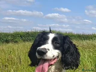 English Springer Spaniel dogs English springer spaniel in Wolverhampton - Advert 6