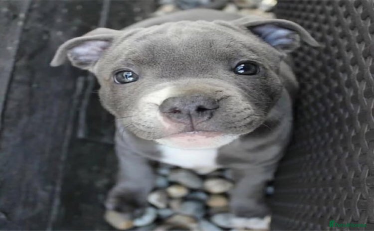 Staffordshire Bull Terrier dogs - Advert 1