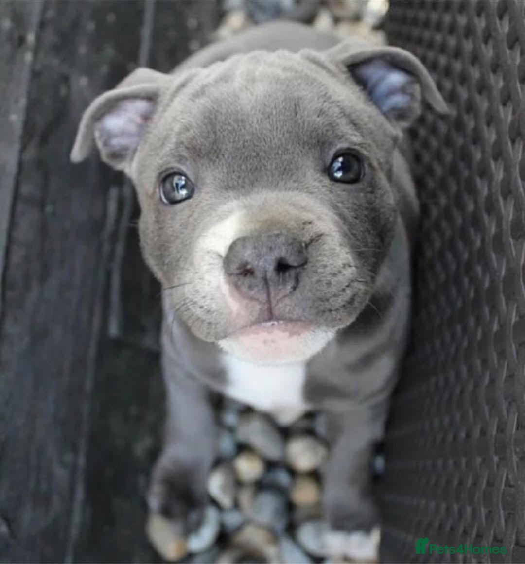 Staffordshire Bull Terrier dogs for sale: Staffordshire bull terrier babies - Image 1