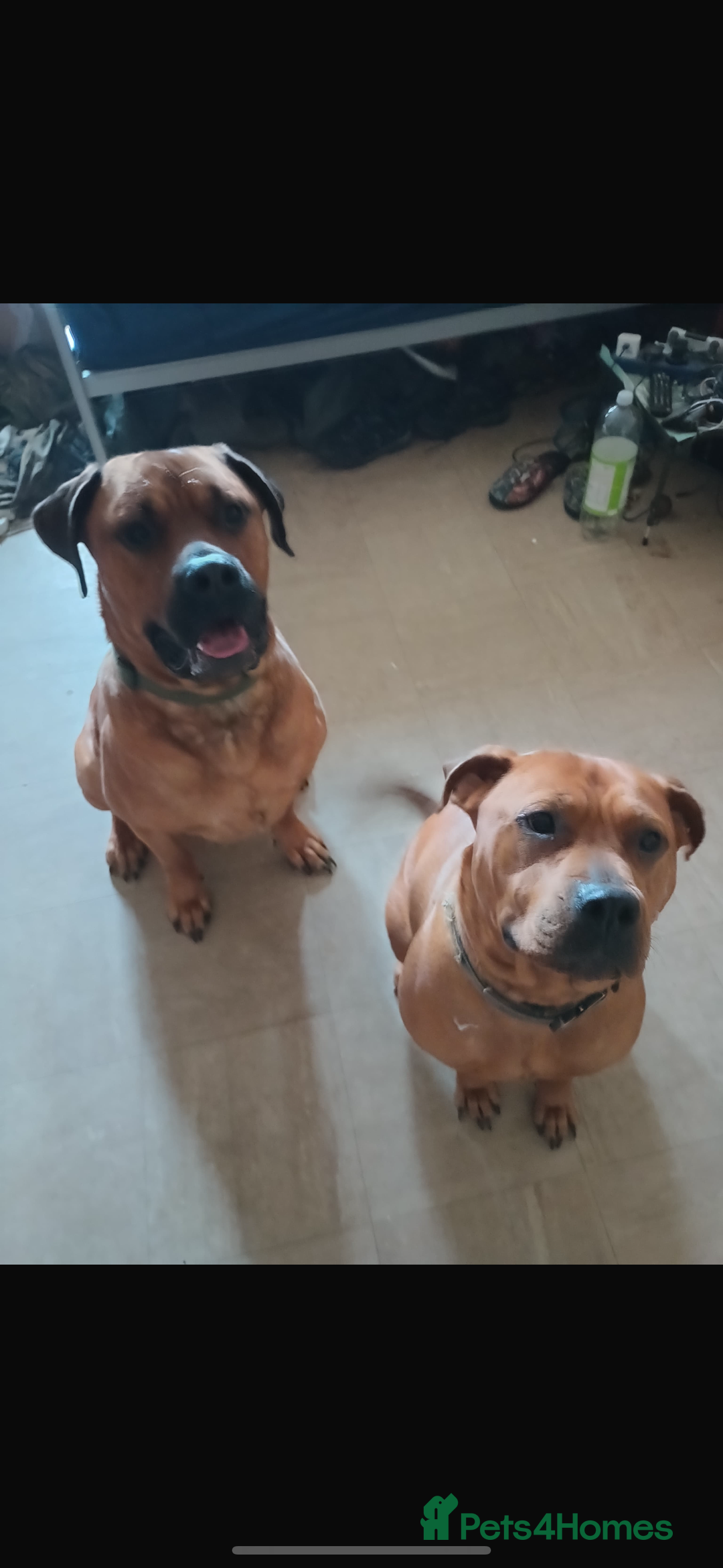 Mixed Breed dogs for sale: Buddy 🥰 - Advert 5