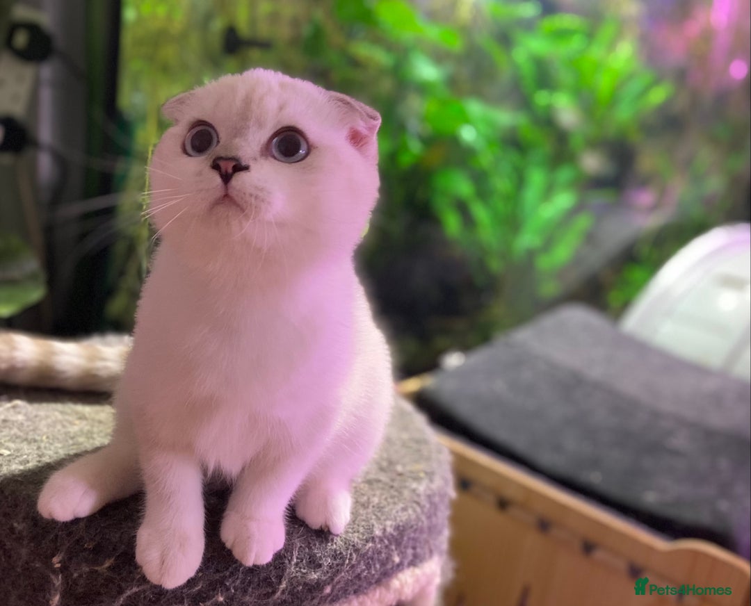 Munchkin cats for sale: Full Pedigree Munchkin kittens - Image 22