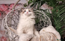 Ragdoll cats for sale: Quality Tica reg Ragdoll kittens  - Image 20