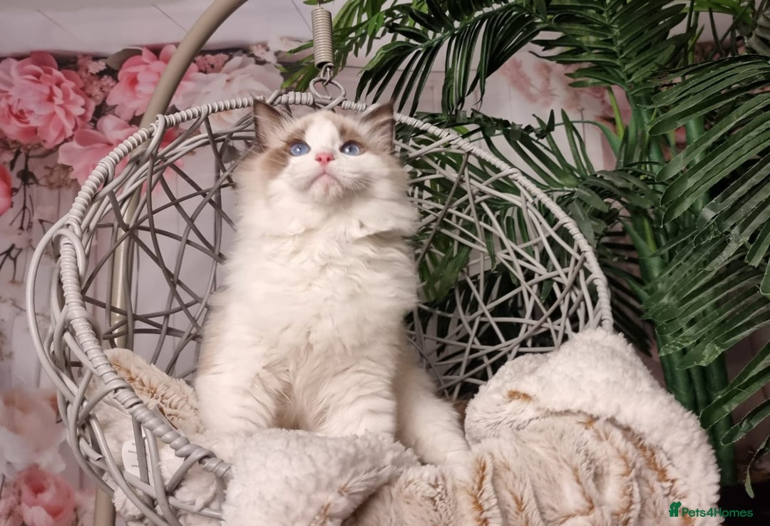 Ragdoll cats for sale: Quality Tica reg Ragdoll kittens  - Image 20