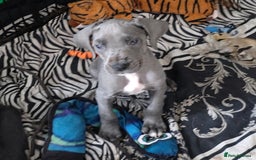 Great Dane dogs for sale: Great dane puppies for sale  in Brentwood - Image 6