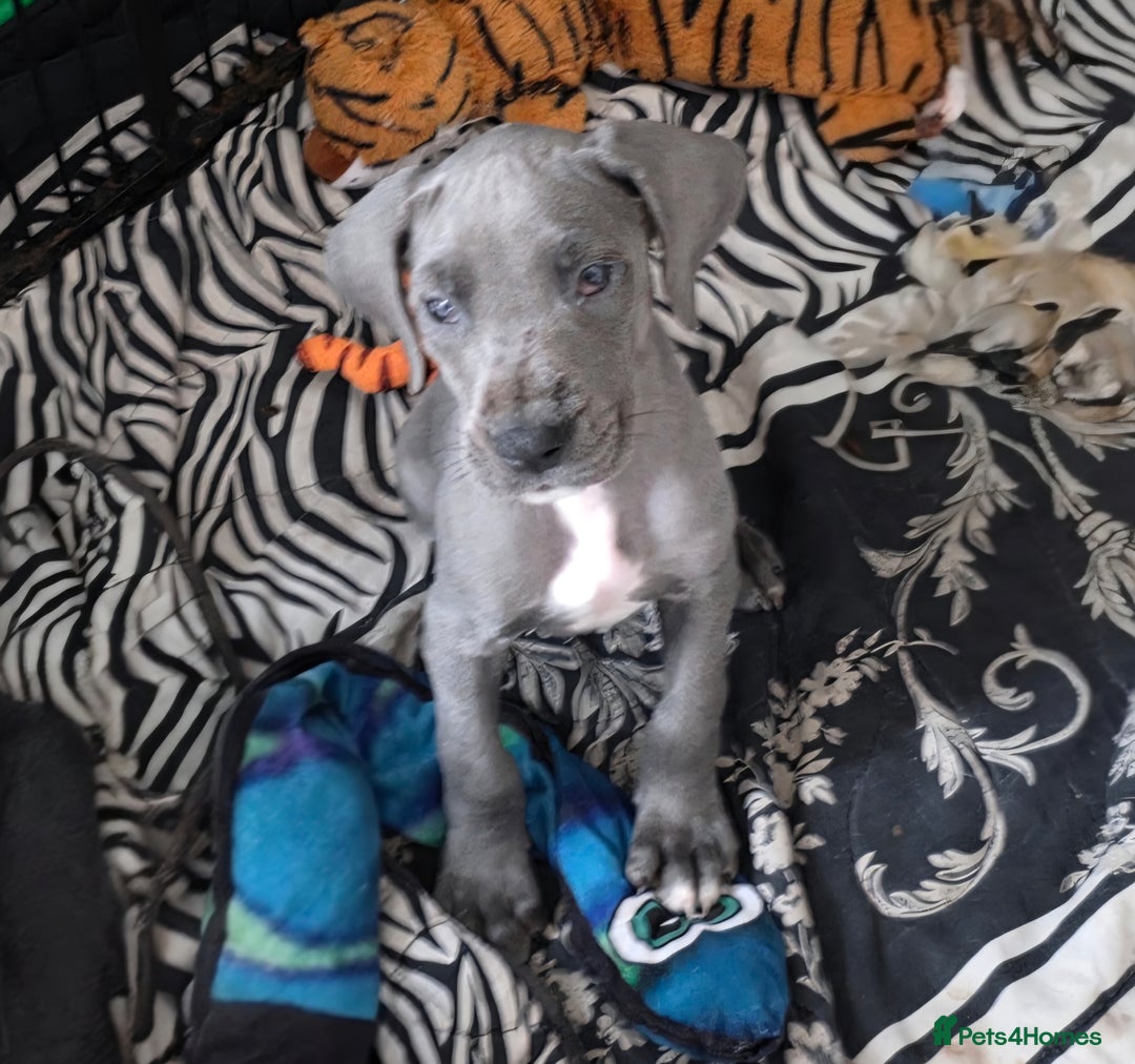 Great Dane dogs for sale: Great dane puppies for sale  in Brentwood - Image 6