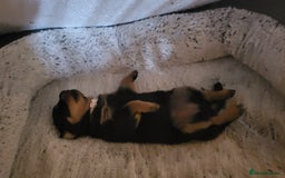 Rottweiler dogs for sale: 1 male 1 female rottweiler  - Image 11