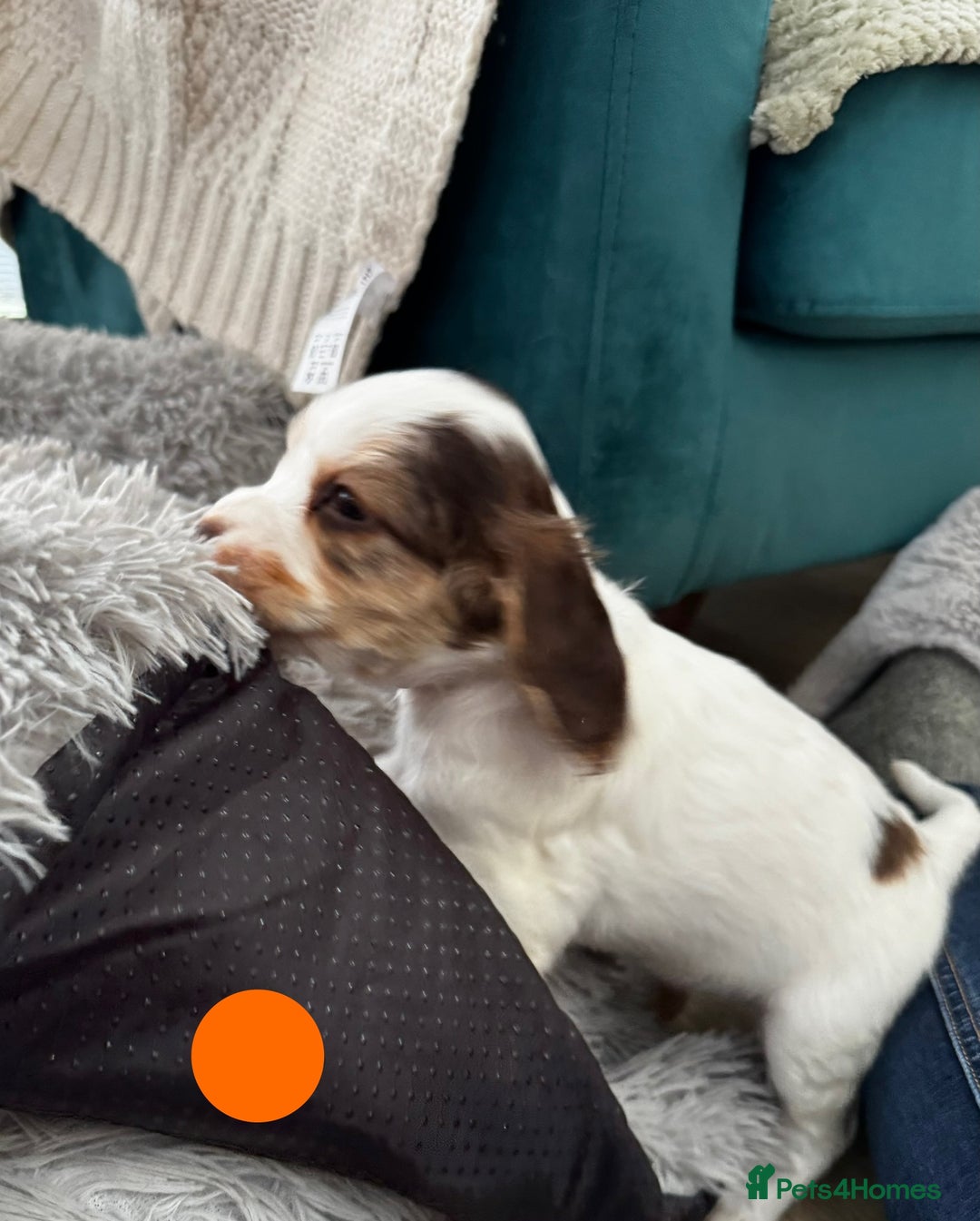 Cocker Spaniel dogs for sale: Fantastic Show / Working Cocker Spaniels - Advert 29