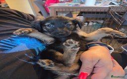 Mixed Breed dogs for sale: Gorgeous Bella  - Image 2