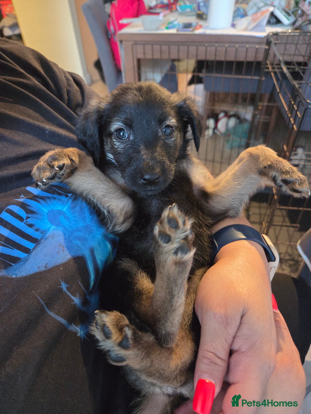 Mixed Breed dogs for sale: Gorgeous Bella  - Image 2