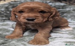 Cockalier dogs for sale: Stunning Health Tested Cockalier Puppies - Image 2