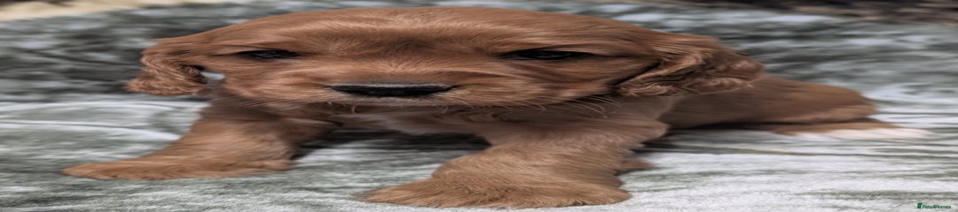 Cockalier Puppy 3