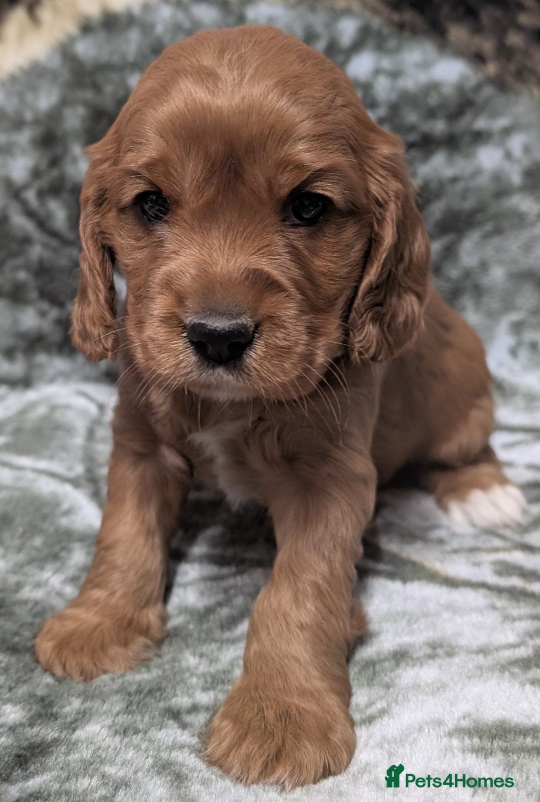 Cockalier dogs for sale: Stunning Health Tested Cockalier Puppies - Image 2