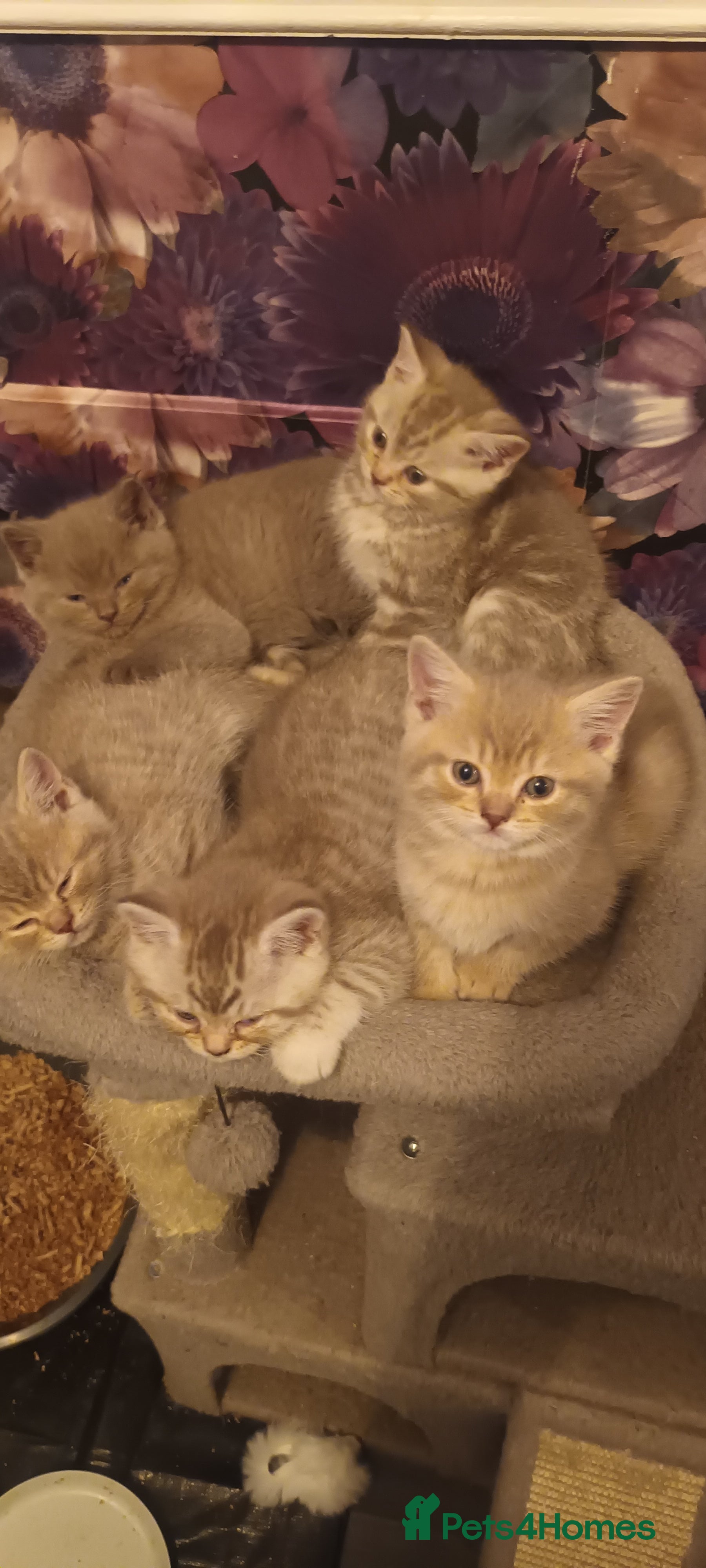 British Shorthair cats British short hair lilac cinnamon kittens - Advert 2