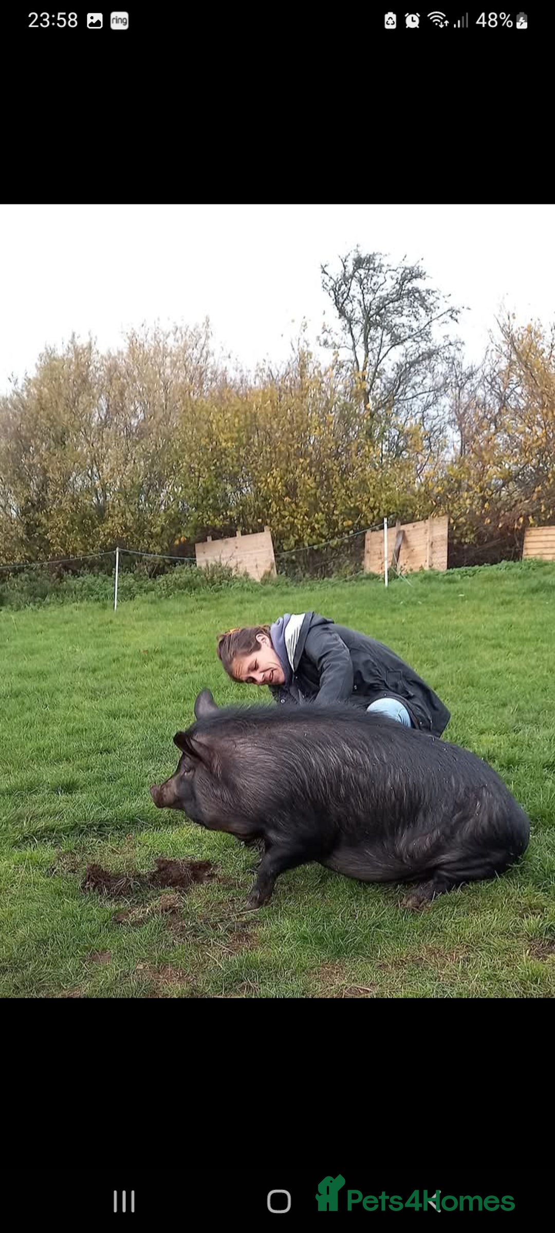 Pig livestock for sale: Ronnie and reggie  - Image 21