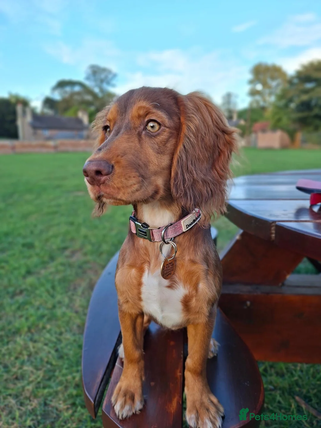 Cocker Spaniel dogs for sale: Cocker Spaniel Maeve, 5 months seeks forever home  - Advert 2