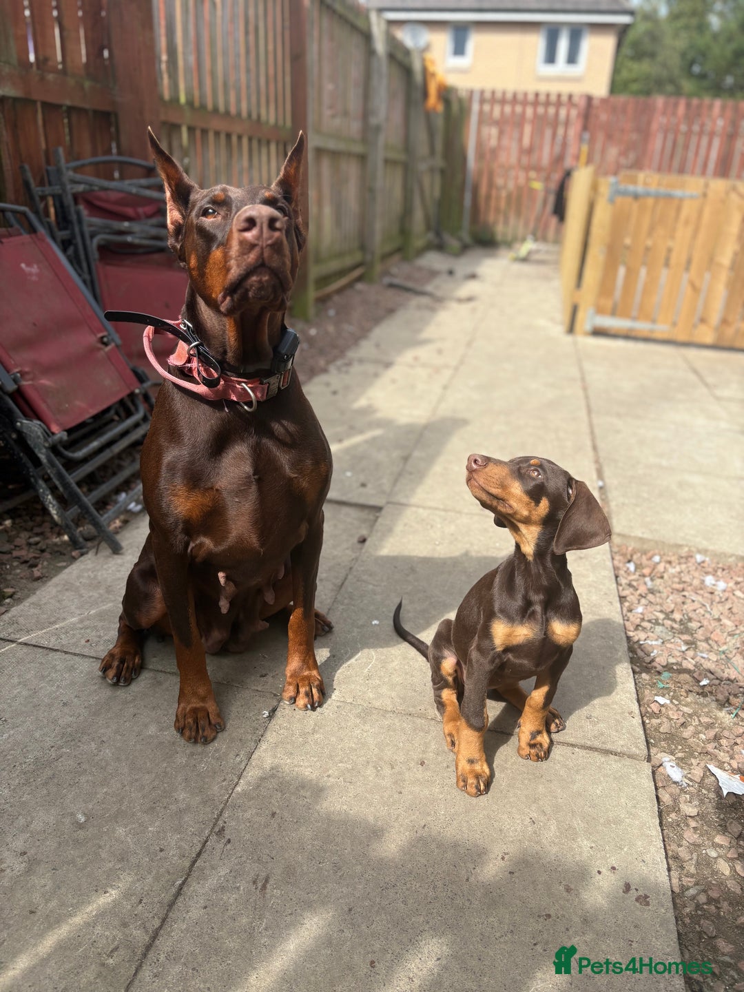 Dobermann dogs for sale: Doberman for sale  - Image 7